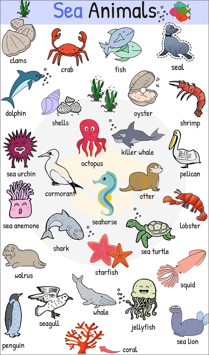 Sea animals