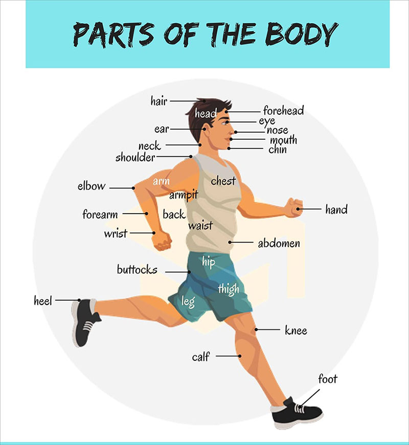 từ vựng tiếng Anh về bộ phận cơ thể người