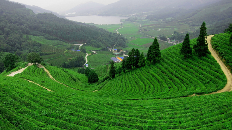 đồi ch&egrave; của Th&aacute;i Nguy&ecirc;n