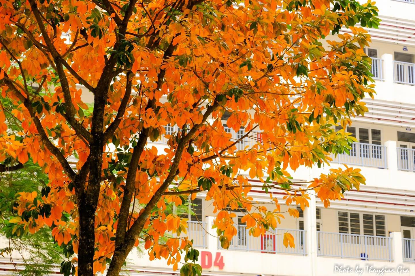 S&acirc;n trường m&ugrave;a thay l&aacute;