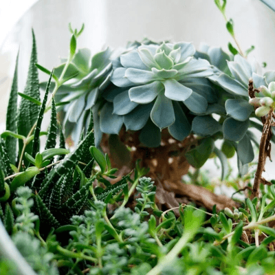 1080-10-tu-vung-ielts-cuc-chat-chu-de-plants-cay-coi