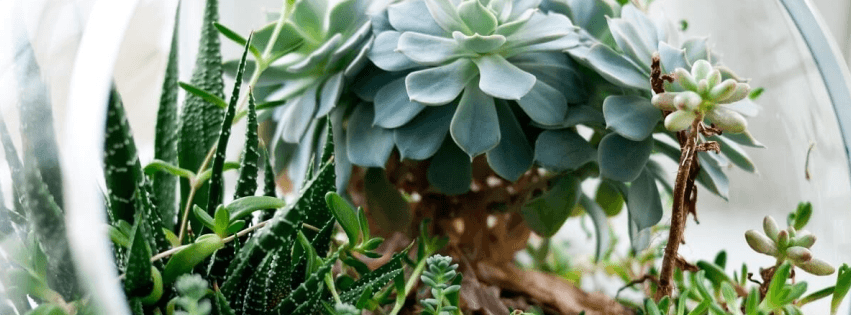 Học IELTS với Be Ready IELTS IELTS Speaking 1 kèm 1 online chủ đề cây cối